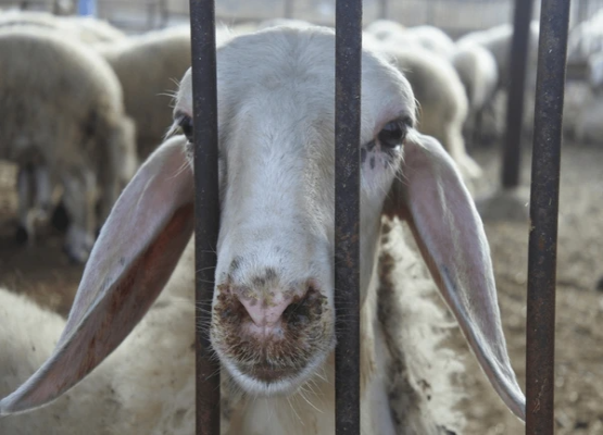 Adopt, Don't Shop: Pet Adoption and Animal Welfare Campaign